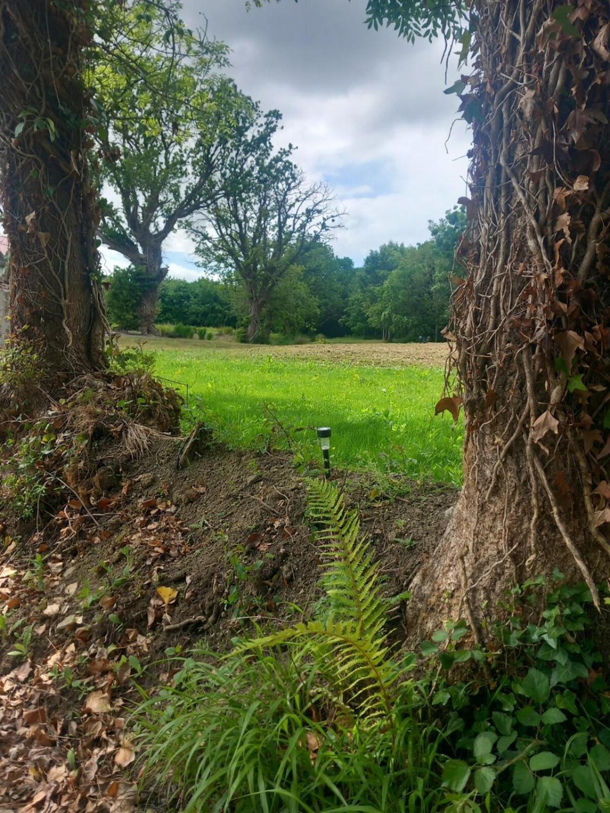 Hemma Grove - A Songbird Haven Casa vacanze Kilkenny